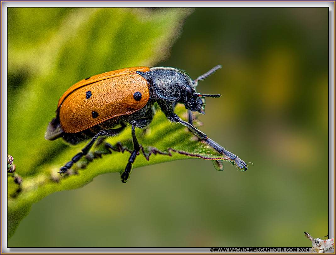 Chrysomelide